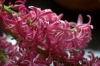 Blüten