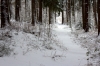 Winter im Harz