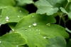 Wassertropfen