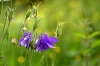 Blume