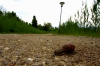 Schnecke