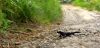 Salamander