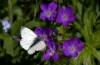Schmetterling