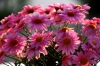 Blumen in Neustadt (Ostsee)