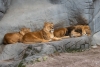 Löwen