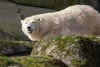 Eisbär