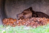 Bär