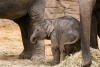 Kleiner Elefant