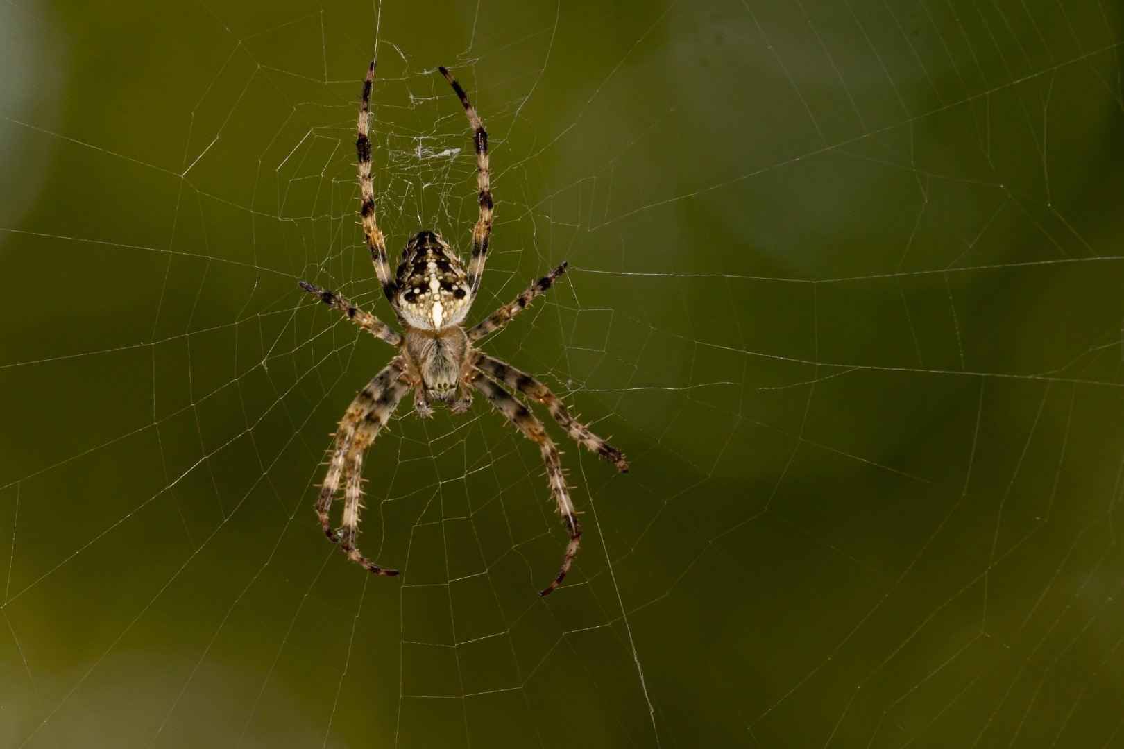 Spinne