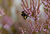 Hummel, Hummel...