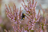 Hummel