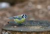 Eine Blaumeise auf einem Baumstumpf