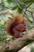 Ein Eichhörnchen auf einem Ast