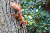 Ein Eichhörnchen an einem Baum