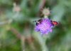 Insekten auf einer Blume