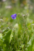 Glockenblume im hohen Gras