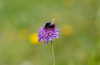 Eine Hummel auf einer Blume
