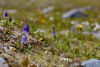 Bergblumen