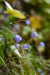 Glockenblumen