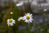 Margeriten