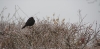 amsel_