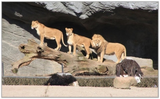 Wo gehts hier zum Buffet